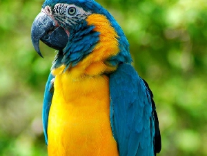 Zoo Lagos
