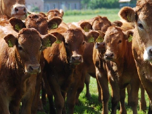 Ecologische Slagerij Siem van der Gragt